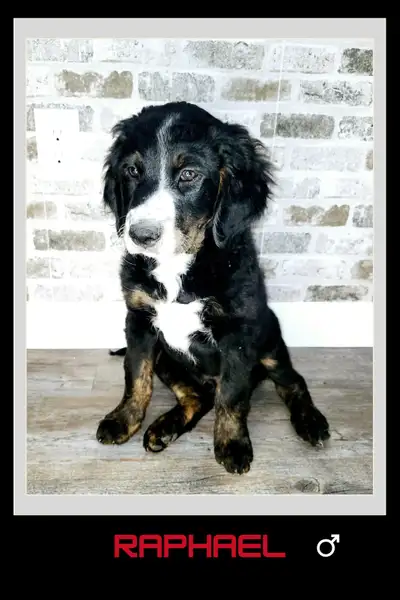 Standard Bernedoodle puppies now ready for their new homes! (62.5 % Bernese and 37.5 % Poodle). Thes...