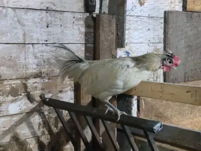 Free roosters, View more