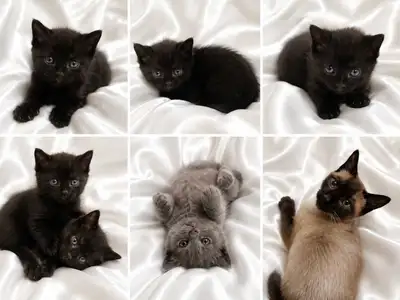 siamese cross kittens, View more