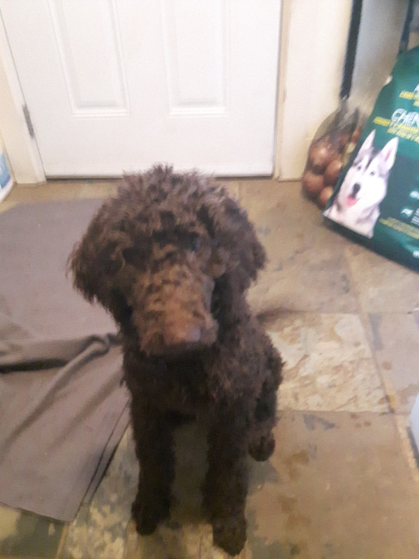 Standard Poodle Puppy in Dogs & Puppies for Rehoming in Comox / Courtenay / Cumberland