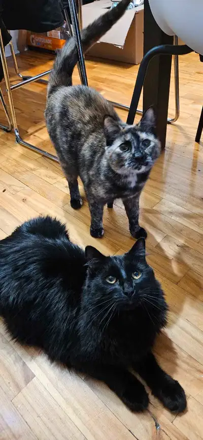 Deux chats à adopter ENSEMBLE – très affectueux, nés en février 2024 Je cherche une nouvelle famille...
