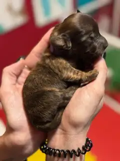ONE MALE LEFT!!! These are purebred, registered long coat mini's; both parents (pic 3) are sub- ten...
