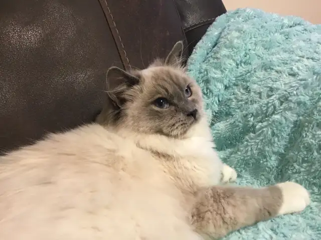 Chatons Ragdoll Certifié  Pure race