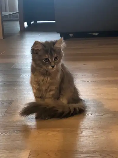 Bonjour ! Je m’appelle May je suis une passionnée des animaux et je propose des services de garde à...
