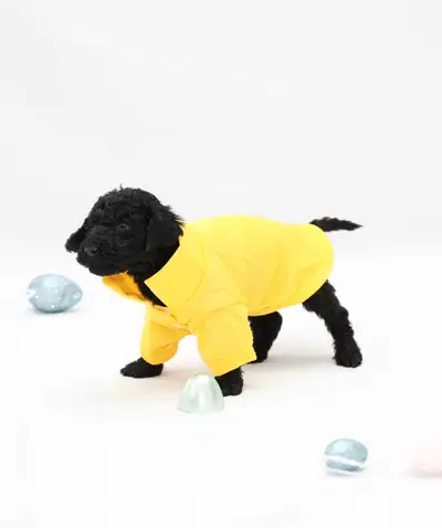 4 months old CKC Registered Standard Poodles  Bridgeland Poodles, View more