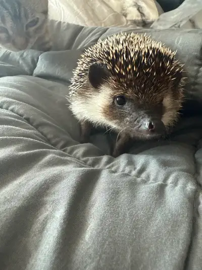 This sweet hedgehog is looking for a new home. She has brought me much joy but I don’t have the time...
