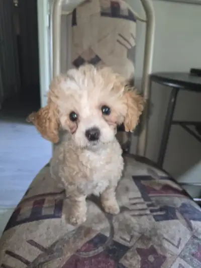 one left little girl Maltese poodle she is 3months old fully trained all shots are up to date she is...