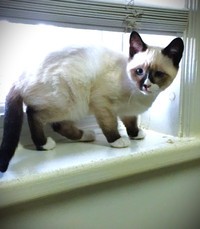 Ready !!! Mitted Siamese Seal/Lynx  super cute and loves cuddles