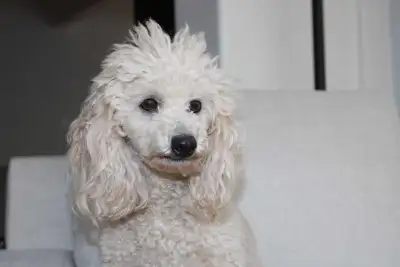 miniature poodle in Dogs & Puppies for Rehoming in British