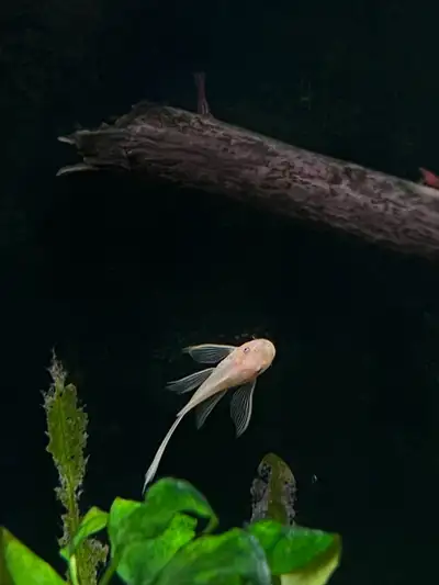 Lemon Yellow Longfin BN Pleco, View more