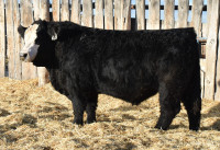 Purebred Red and Black Simmental Bulls