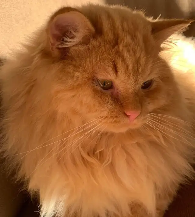 Ragdoll in Cats & Kittens for Rehoming in City of Montréal - Image 10