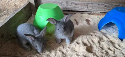 Blue NZ Rabbits , View more
