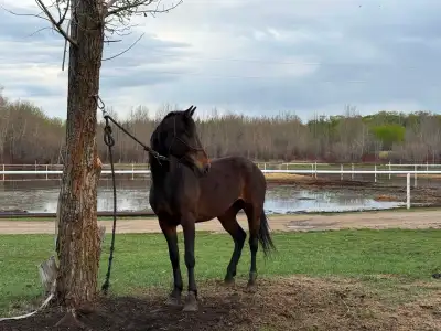 4 year old Morgan Mare, View more