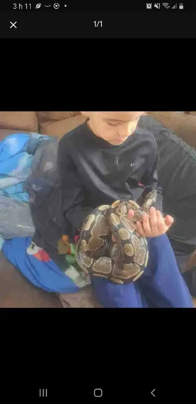 Python royal avec terrarium nego, View more