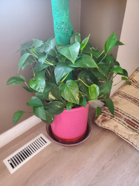 GOLDEN  POTHOS