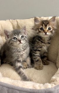 Beautiful kittens looking for new homes 