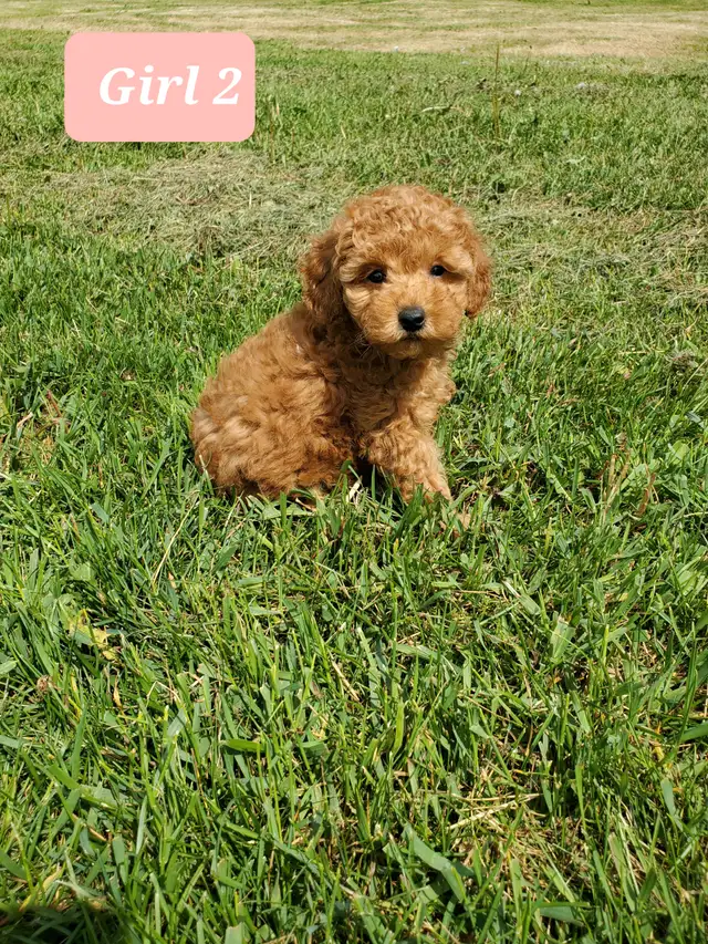 Toy poodle puppies in Dogs & Puppies for Rehoming in Winnipeg - Image 3