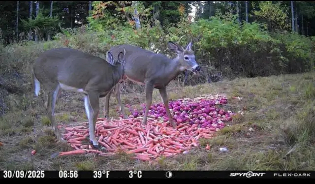 Chasse chevreuil 2025 in Other in Rimouski / Bas-St-Laurent - Image 6