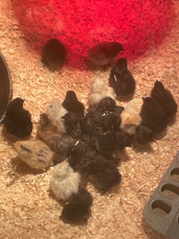 Assorted barnyard mix chicks & ducklings