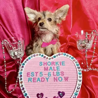 ~*~ SHORKIE~*~ 1 LEFT~*~, View more