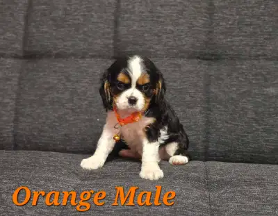 We are proud to announce the arrival of our beautiful litter of 6 healthy puppies on April 5th. We h...