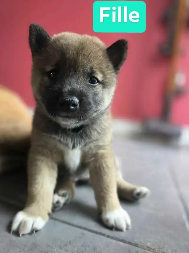 Shiba inu reste 1 male 1 fem pour reservation in Dogs & Puppies for Rehoming in Drummondville - Image 4