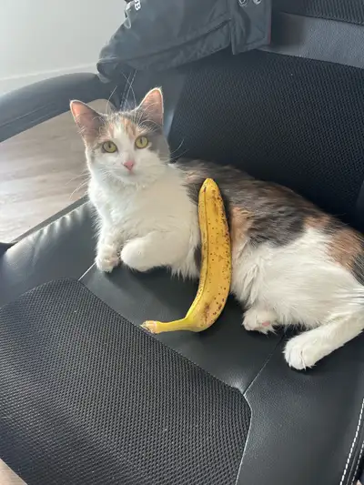 Beautiful Queen for Adoption, View more