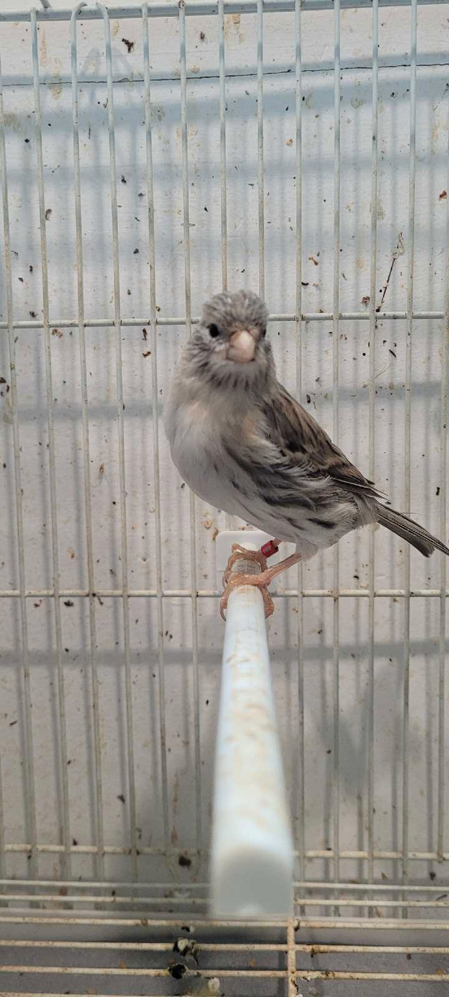 femelle canari  dans Oiseaux à adopter  à Laval/Rive Nord - Image 2