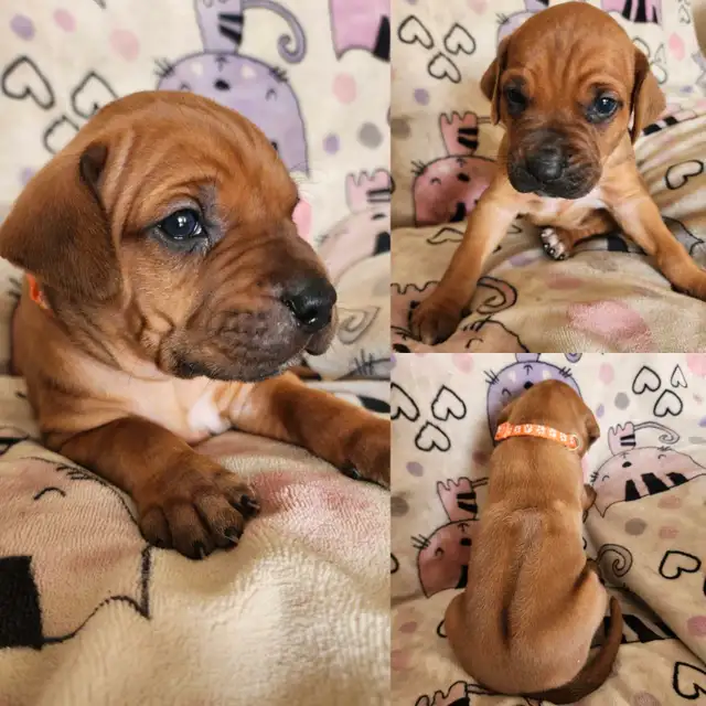 rhodesian ridgeback puppies in Dogs & Puppies for Rehoming in Edmonton - Image 4