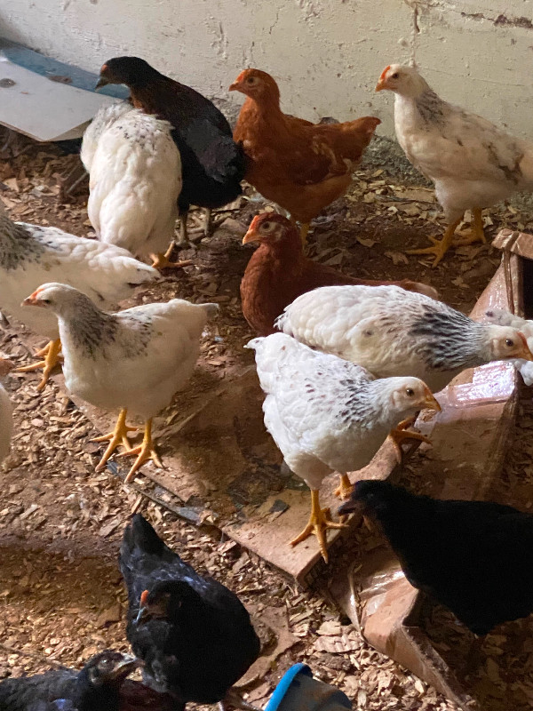 CHICKENS in Livestock in City of Toronto - Image 2