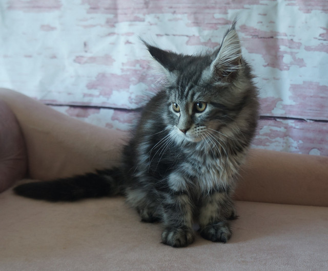 Main Coon kittens for sale   Purr-Ty Cat Paradise in Cats & Kittens for Rehoming in North Bay - Image 4
