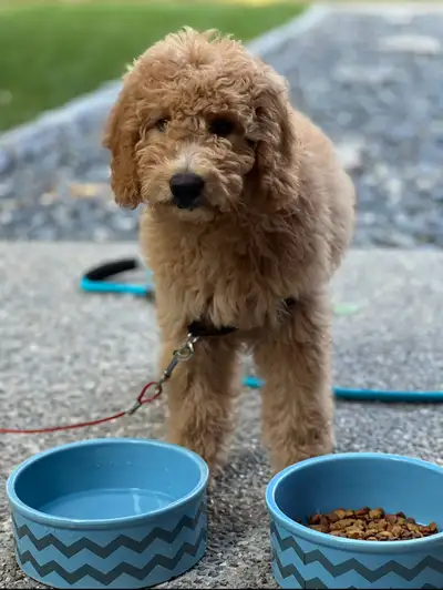 8-Month Old Male Hypoallergenic Cockapoo For An Adult Family, View more