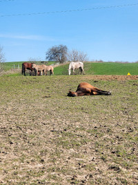 Horse Boarding Availability