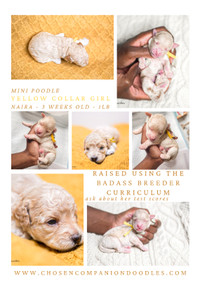 Hypoallergenic Mini Poodles Apricot, Parti and Merle Puppies