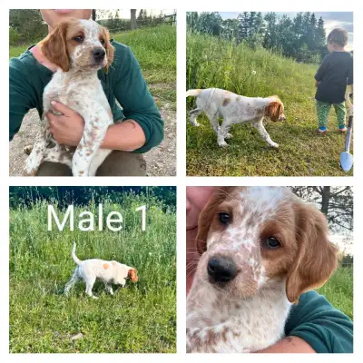 French Brittany Spaniel Puppies, View more