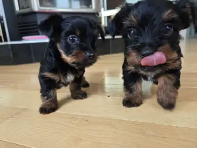 yorkshire terrier puppy ready for go today!, View more