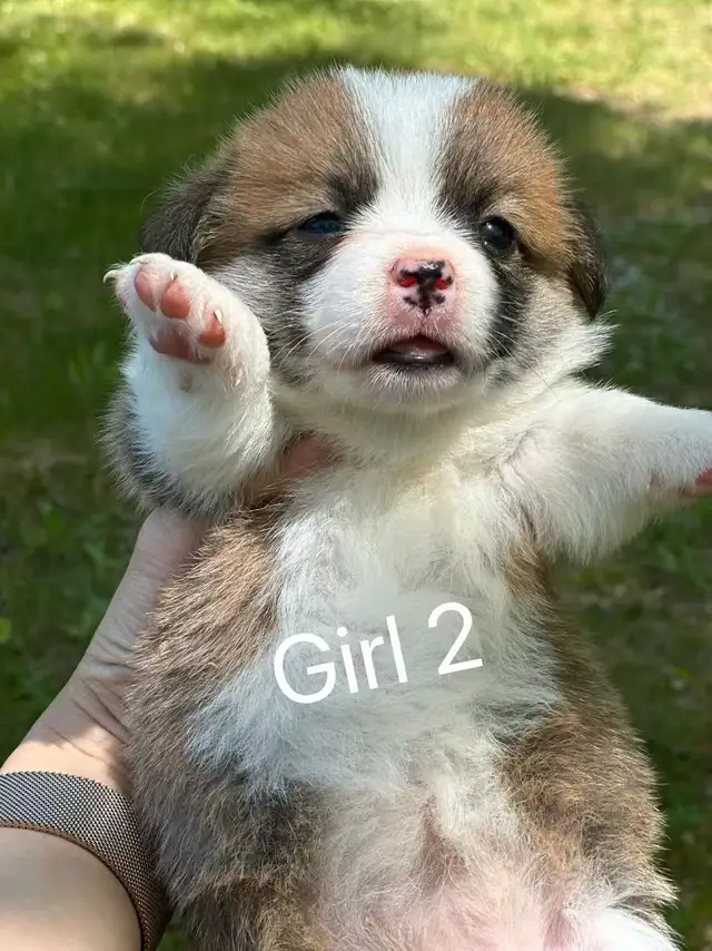 Two months old Welsh Corgi puppies in Dogs & Puppies for Rehoming in City of Toronto - Image 6