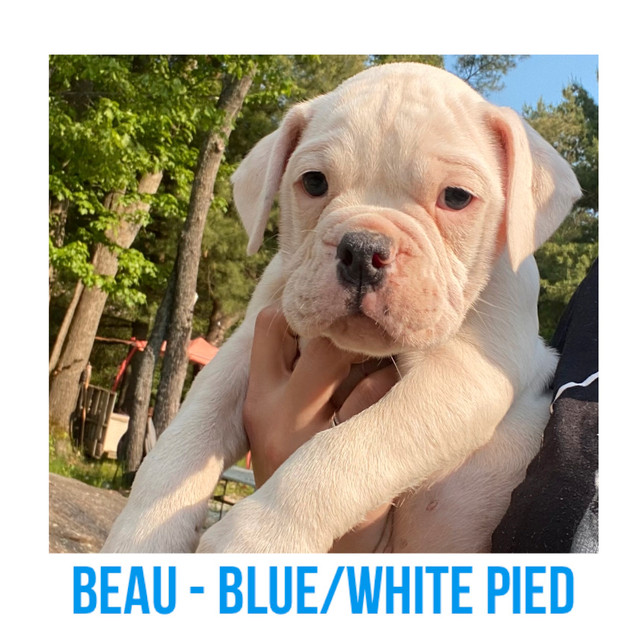 Olde English Bulldog Puppy in Dogs & Puppies for Rehoming in North Bay