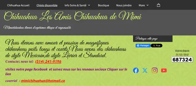 Chihuahua❤️Mâle mini❤️Protection100%.GarantieTop Qualité★★★ in Dogs & Puppies for Rehoming in Laval / North Shore - Image 8