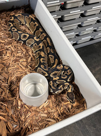 Female Yellowbelly Ball Python PB