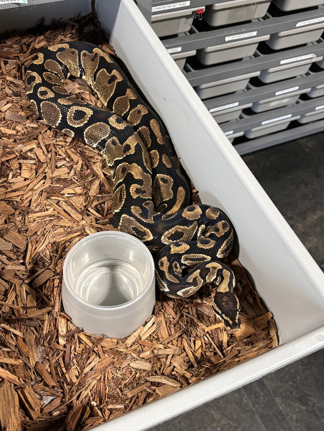 Female Yellowbelly Ball Python PB in Other in Peterborough