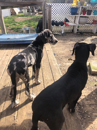 Great Danes looking for homes
