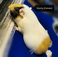 Female Guinea Pig 