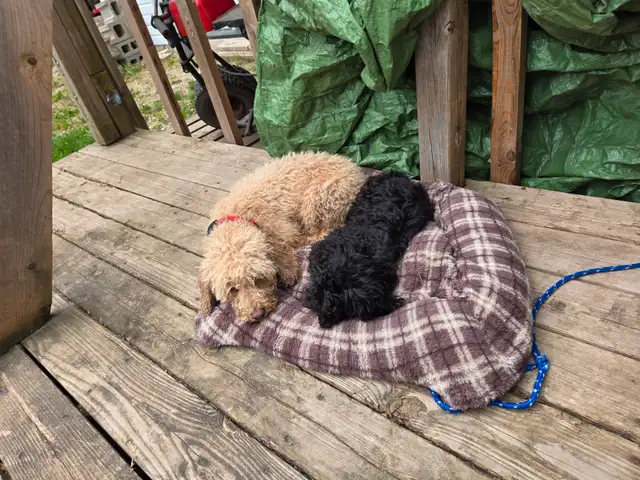 Purebred male pup in Dogs & Puppies for Rehoming in Stratford - Image 4