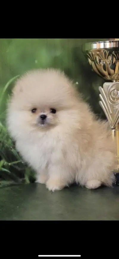 Pomeranian, View more