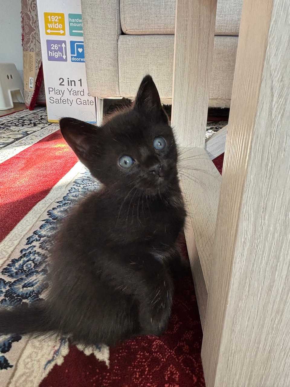 kitten for rehoming | Cats & Kittens for Rehoming | Winnipeg | Free ...