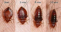 Bed Bug Mice Roach all Pest Control $ 100 Call  647-609-8202