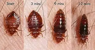 Bed Bug Mice Roach all Pest Control $ 100 Call  647-609-8202, View more