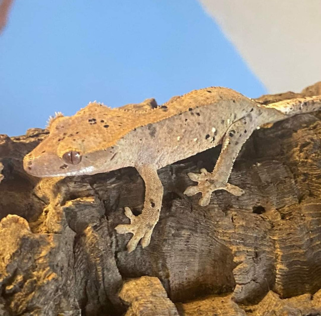 Crested Gecko in Reptiles & Amphibians for Rehoming in Medicine Hat